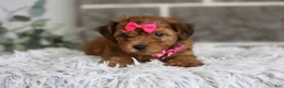 Yorkiepoo dogs for sale: Jewel  - Ad 12