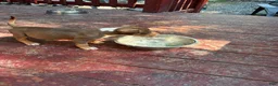 American Bully dogs for sale: American Bully Puppy 1 - Ad 4