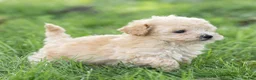 Maltipoo dogs for sale: Teddy Maltipoo  - Ad 10