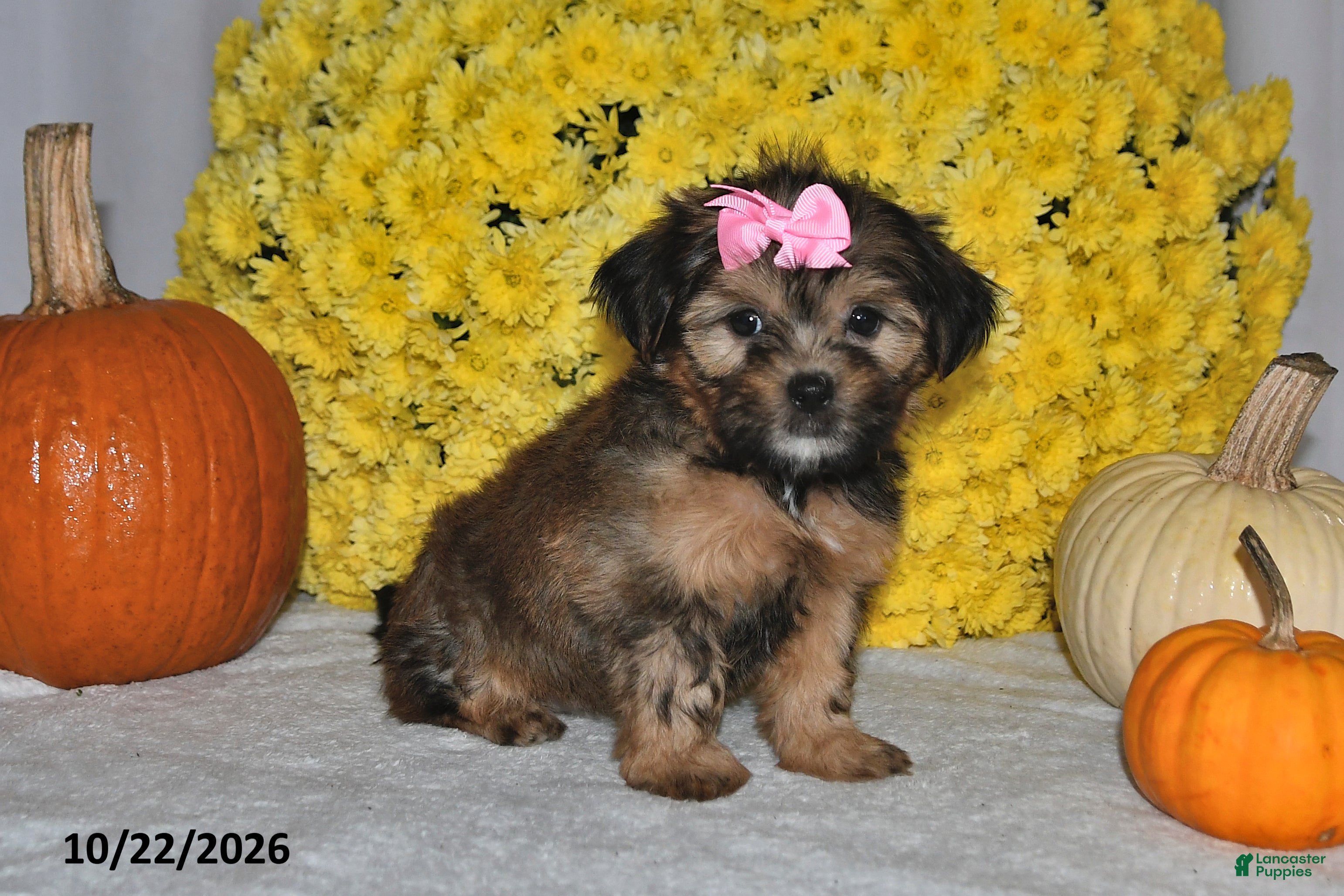 Shorkie dogs for sale: Vonnie - Ad 1