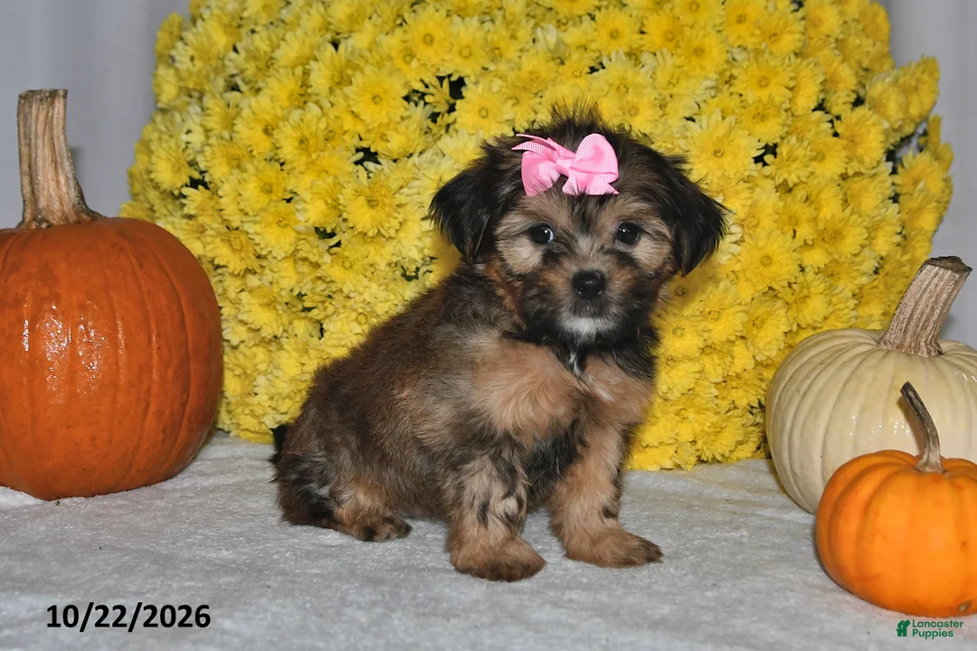 Shorkie dogs for sale: Vonnie - Ad 1