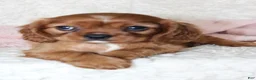Cavalier King Charles Spaniel dogs for sale: Cavalier King Charles Spaniel 5 - Ad 3