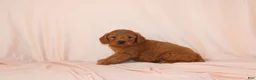 Goldendoodle dogs for sale: Wyatt - Ad 1