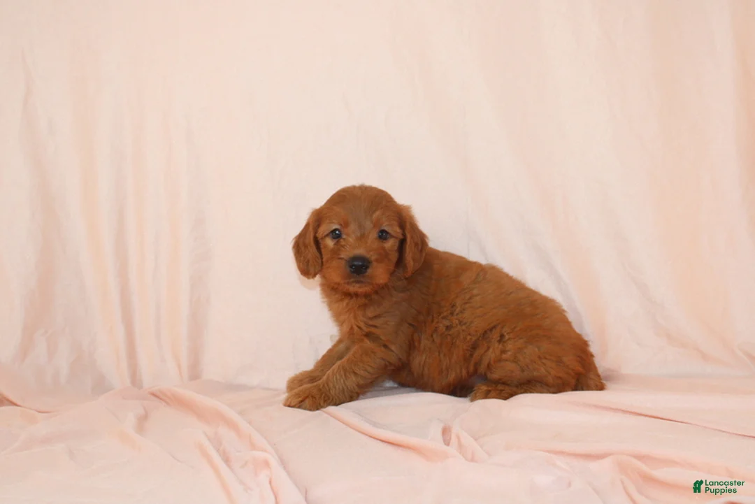 Goldendoodle dogs for sale: Wyatt - Ad 1