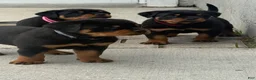 Rottweiler dogs for sale: Belize  - Ad 18