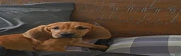 Bloodhound dogs for sale: Bloodhound Puppy 5 - Ad 4