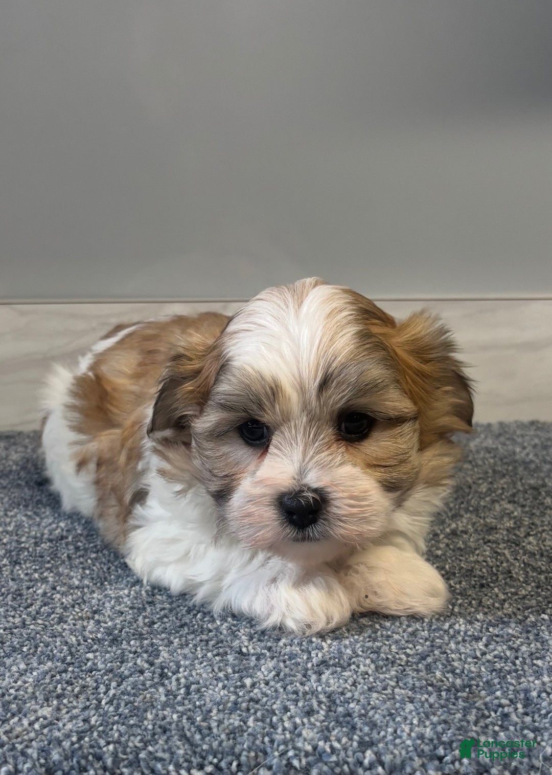 Malshi dogs for sale: Rocky - Ad 1