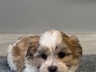 Malshi dogs Rocky - Ad 2