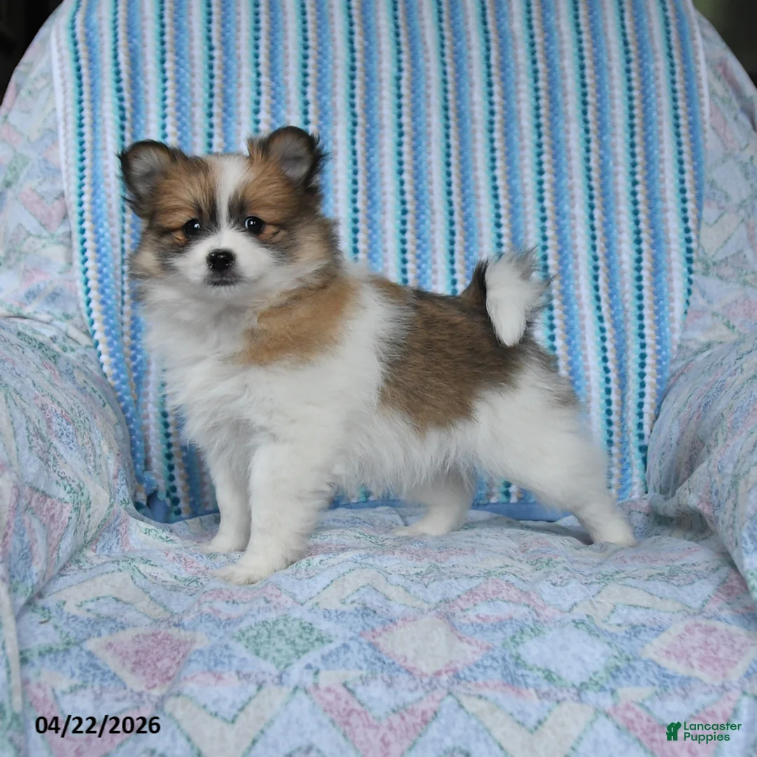 Pomsky dogs for sale: Ruby - Ad 1