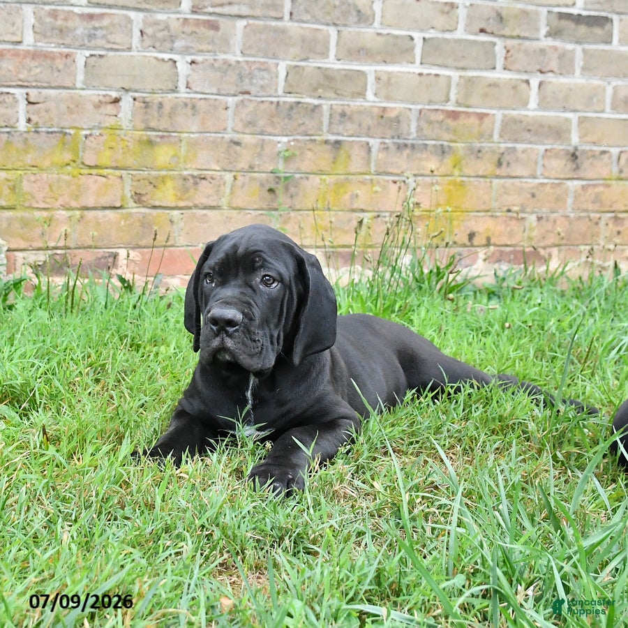 Cane Corso dogs Dallas - Ad 2