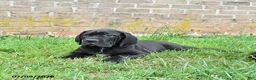 Cane Corso dogs for sale: Dallas - Ad 2