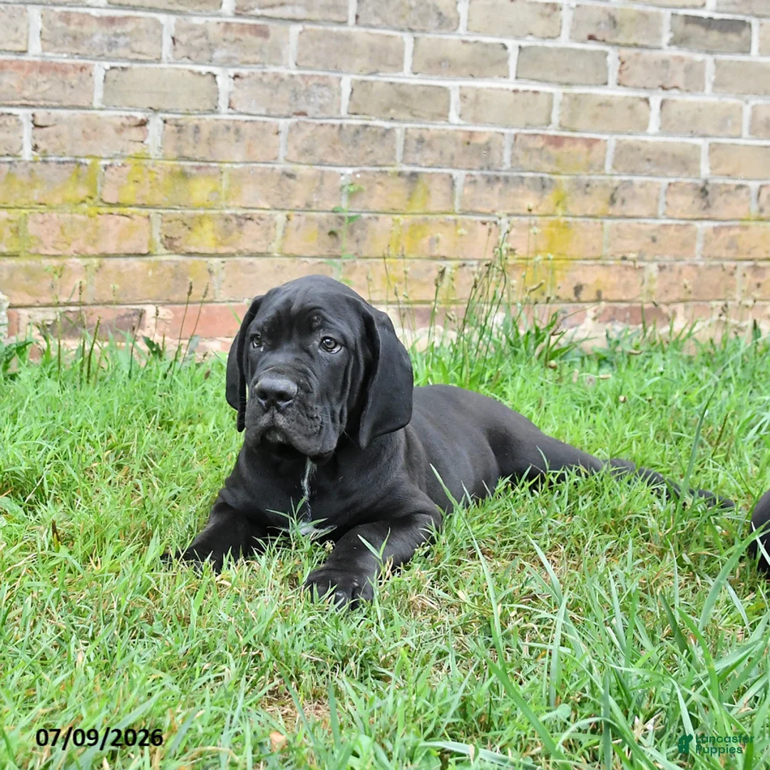 Cane Corso dogs for sale: Dallas - Ad 2