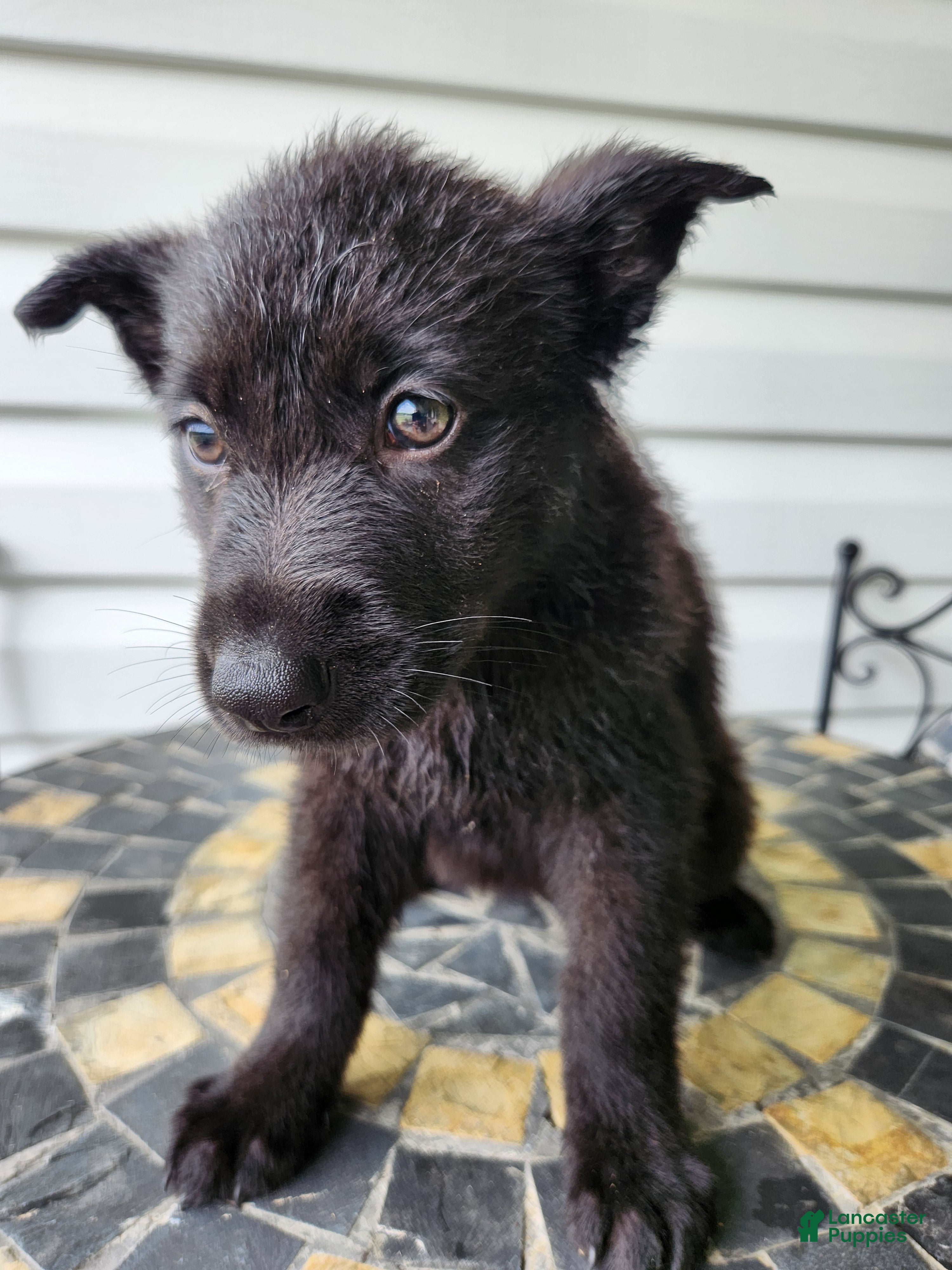 German Shepherd dogs Rosie  - Ad 2