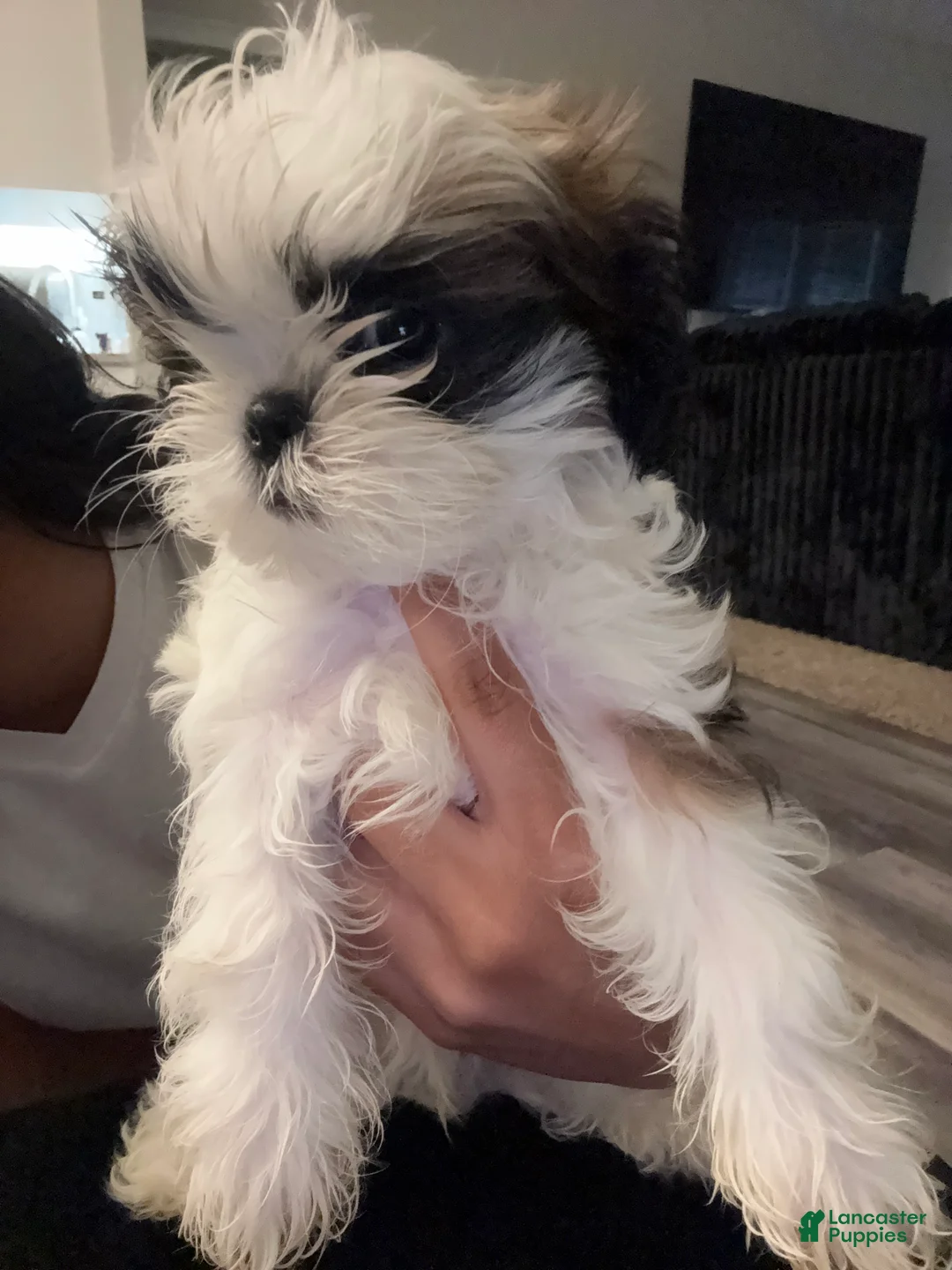 Shih Tzu dogs for sale: Roderick  - Ad 1
