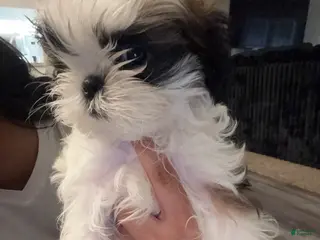 Shih Tzu dogs Roderick - Ad 37