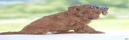 Miniature Poodle dogs for sale: Ruby - Ad 9