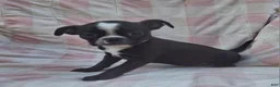 Mixed Breed dogs for sale: Lil Lady - Ad 4