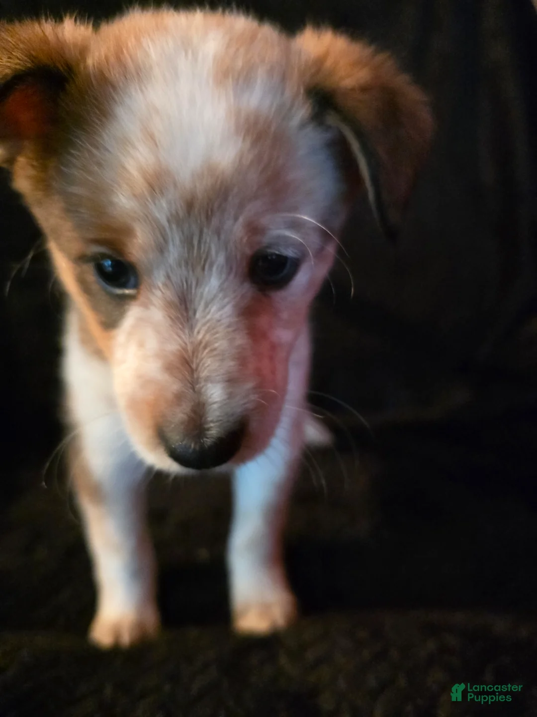 Mixed Breed dogs for sale: Taco - Ad 2