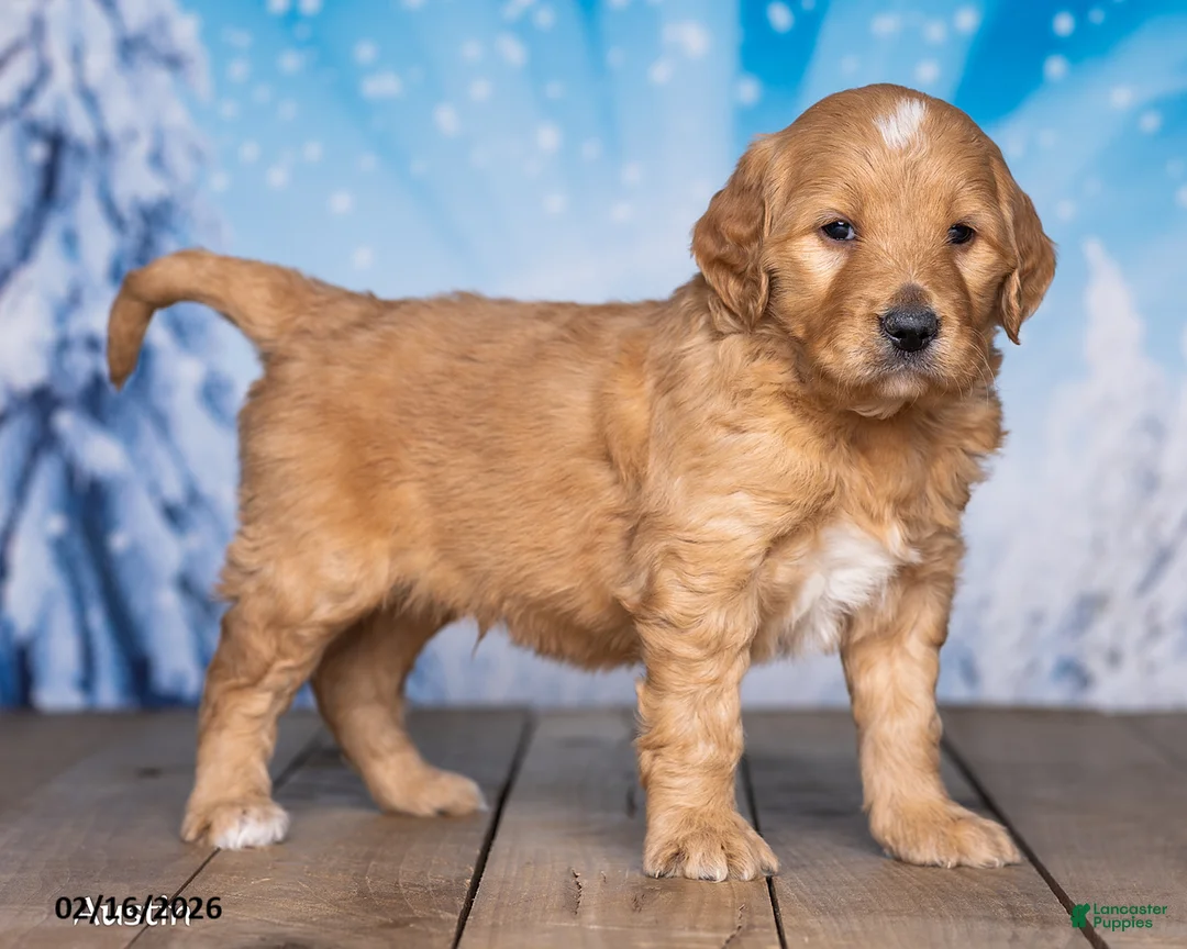 Goldendoodle dogs for sale: Austin - Ad 3