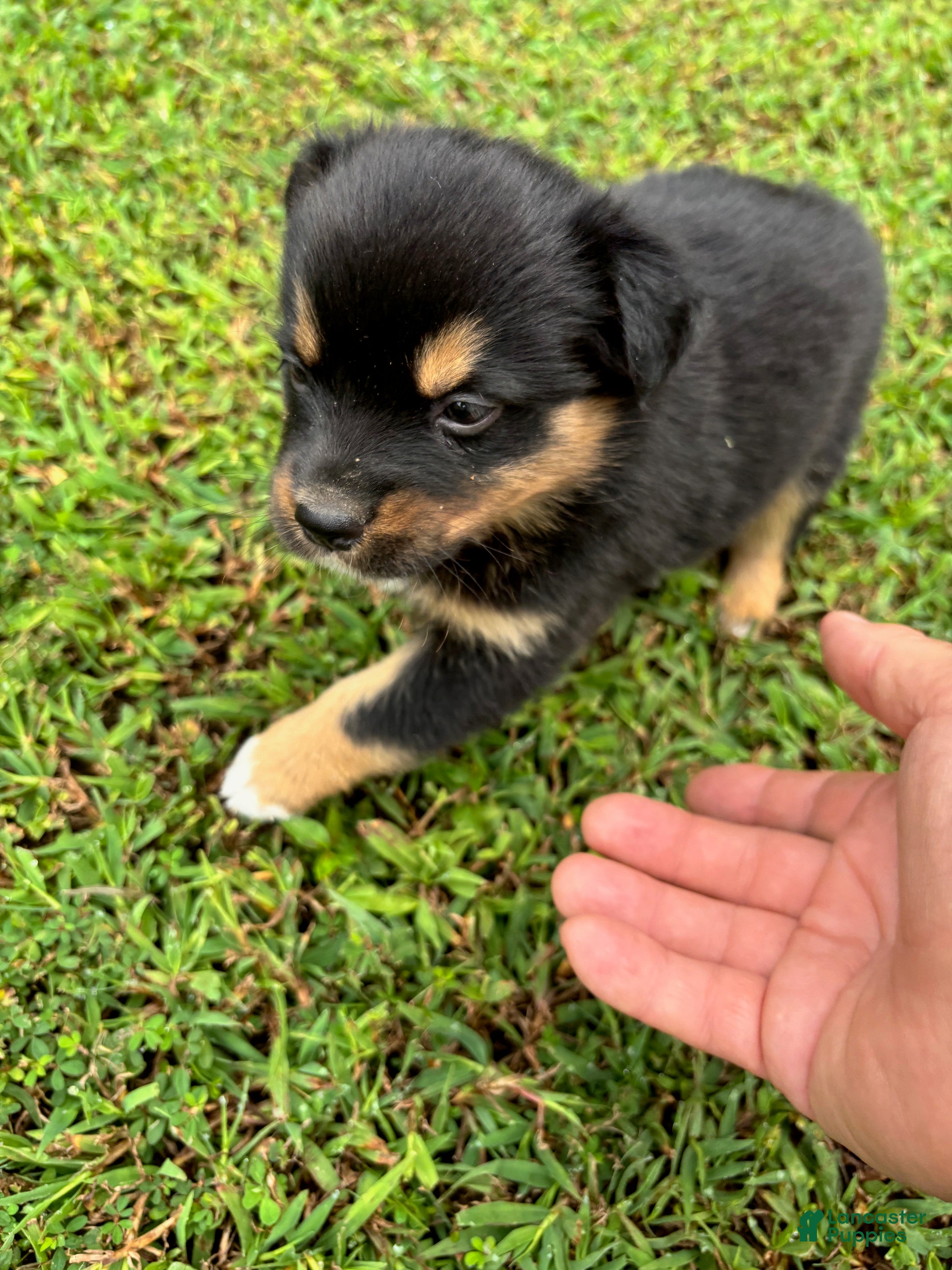 Bloodlines Miniature Australian Shepherd Puppies for sale - Main Image