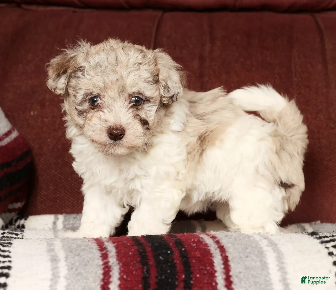 Havapoo dogs for sale: Bella - Ad 4