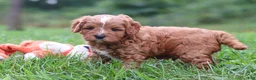 Cavapoo dogs for sale: Wesley - Ad 8