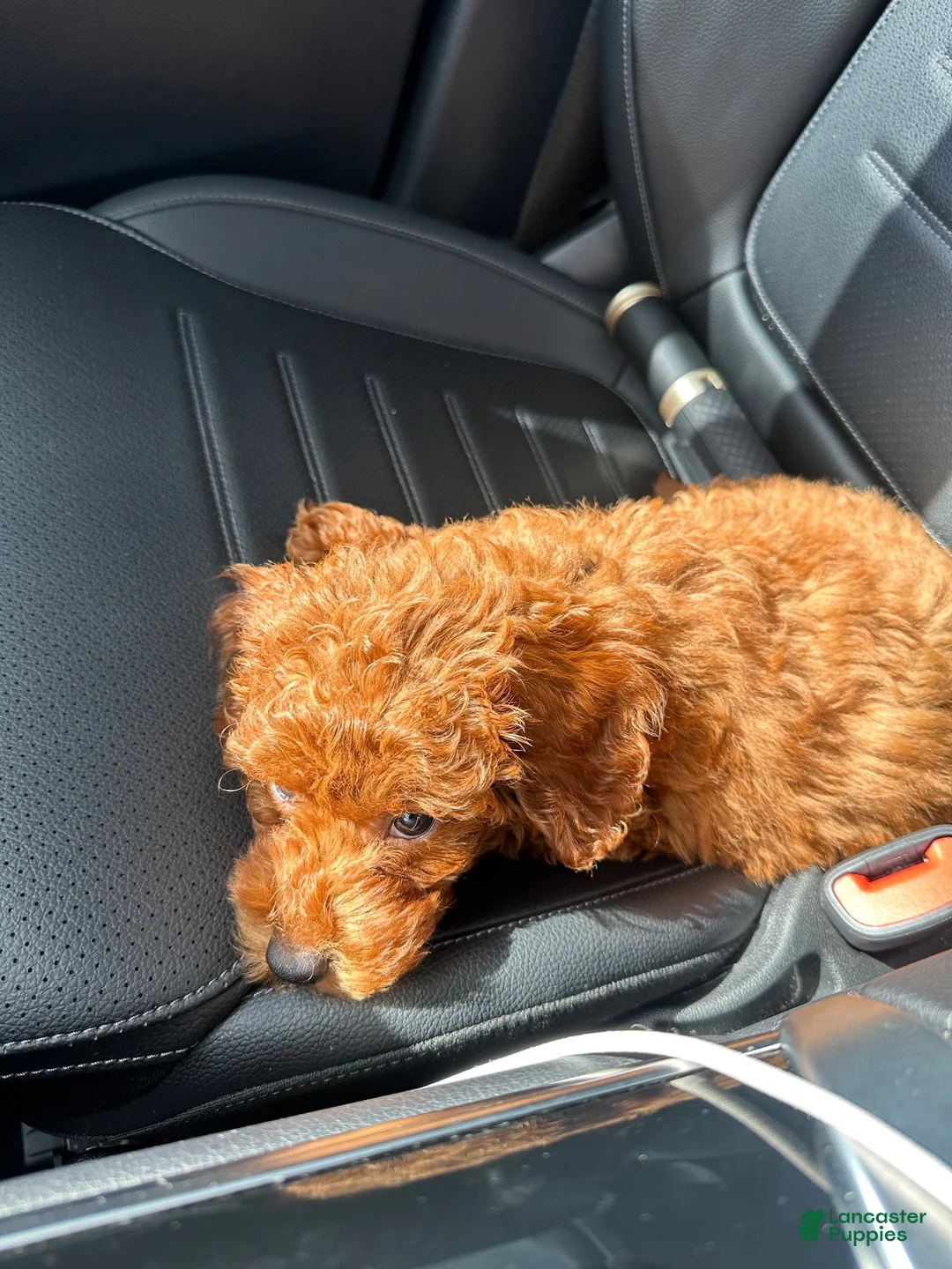 Toy Poodle dogs for sale: Toy Poodle 1 - Ad 2