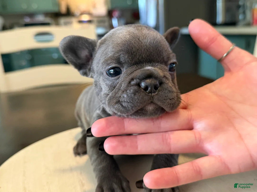 French Bulldog dogs for sale: Maggie - Ad 1