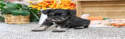 Miniature Schnauzer dogs for sale: Patrick - Ad 2
