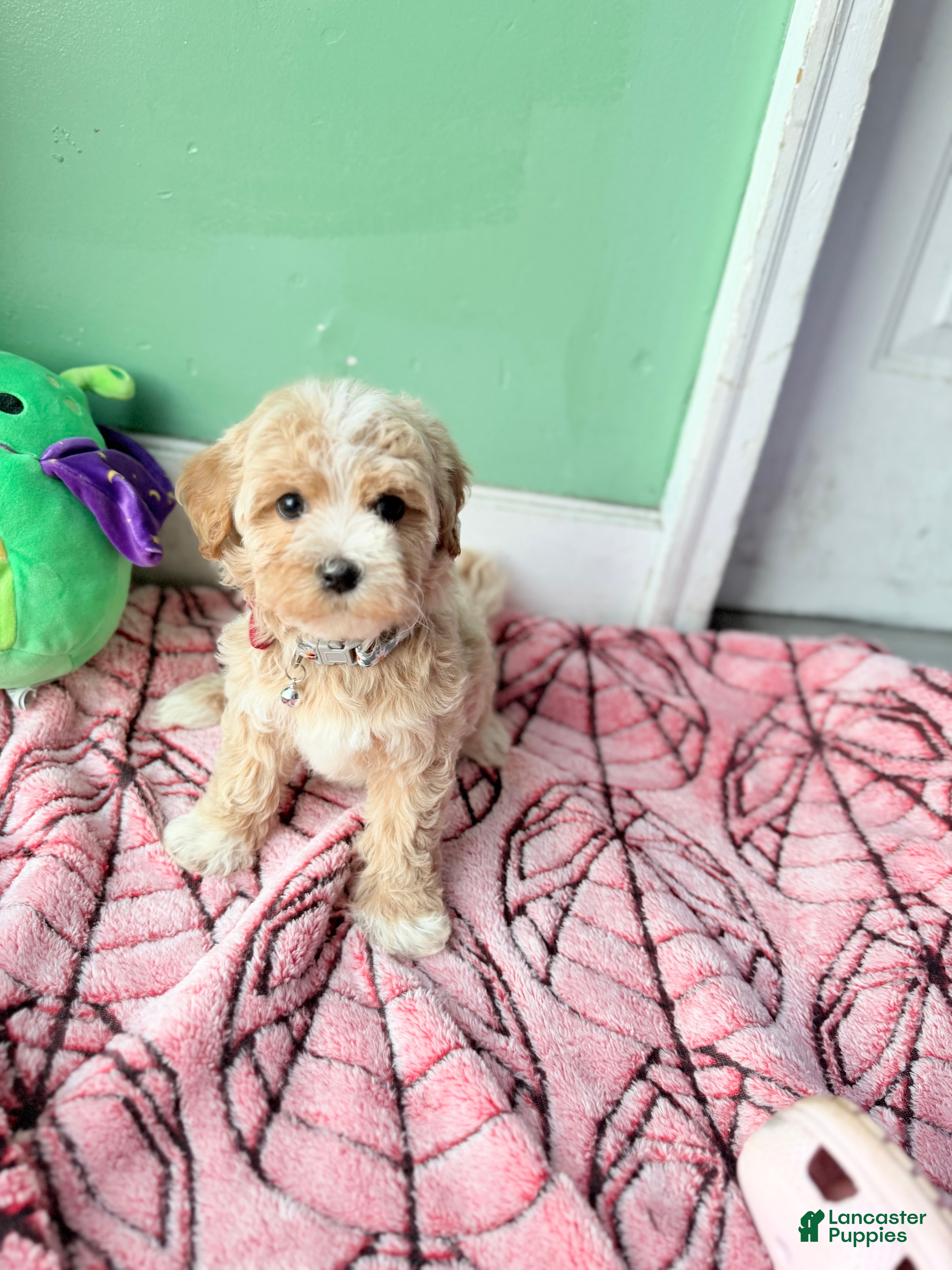 Havapoo dogs Daisy - Ad 1