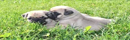 Pug dogs for sale: Ellie - Ad 9
