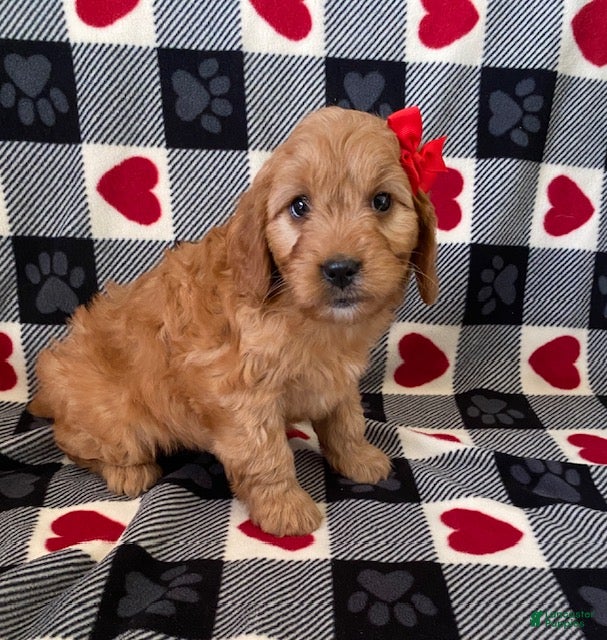 Mini Goldendoodle dogs Diamond- mini/ medium - Ad 34
