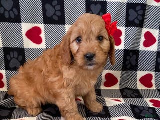 Mini Goldendoodle dogs Diamond- mini/ medium - Ad 34