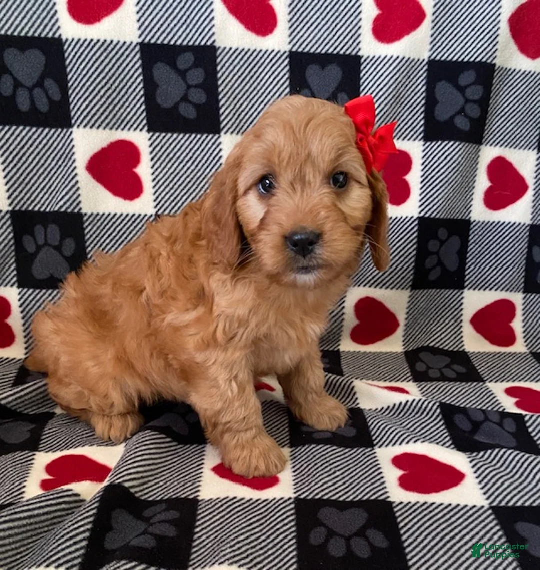 Mini Goldendoodle dogs for sale: Diamond- mini/ medium - Ad 2