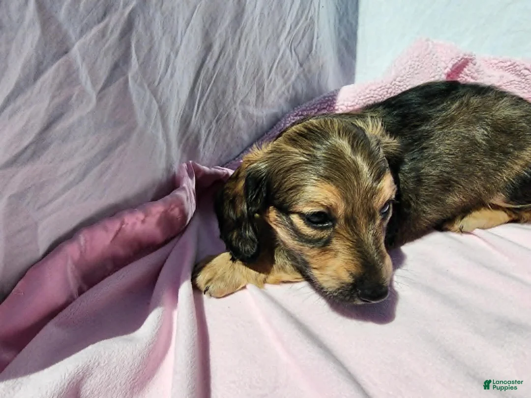Miniature Dachshund dogs for sale: Mollie - Ad 1