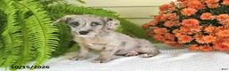 Mixed Breed dogs for sale: Trixie - Ad 1