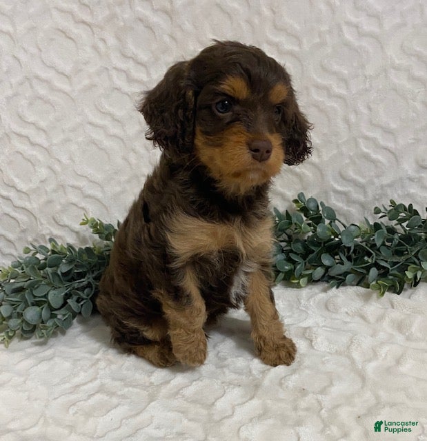 Cavapoo dogs Logan - Ad 2