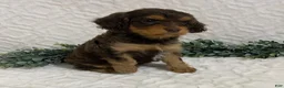 Cavapoo dogs for sale: Logan - Ad 2