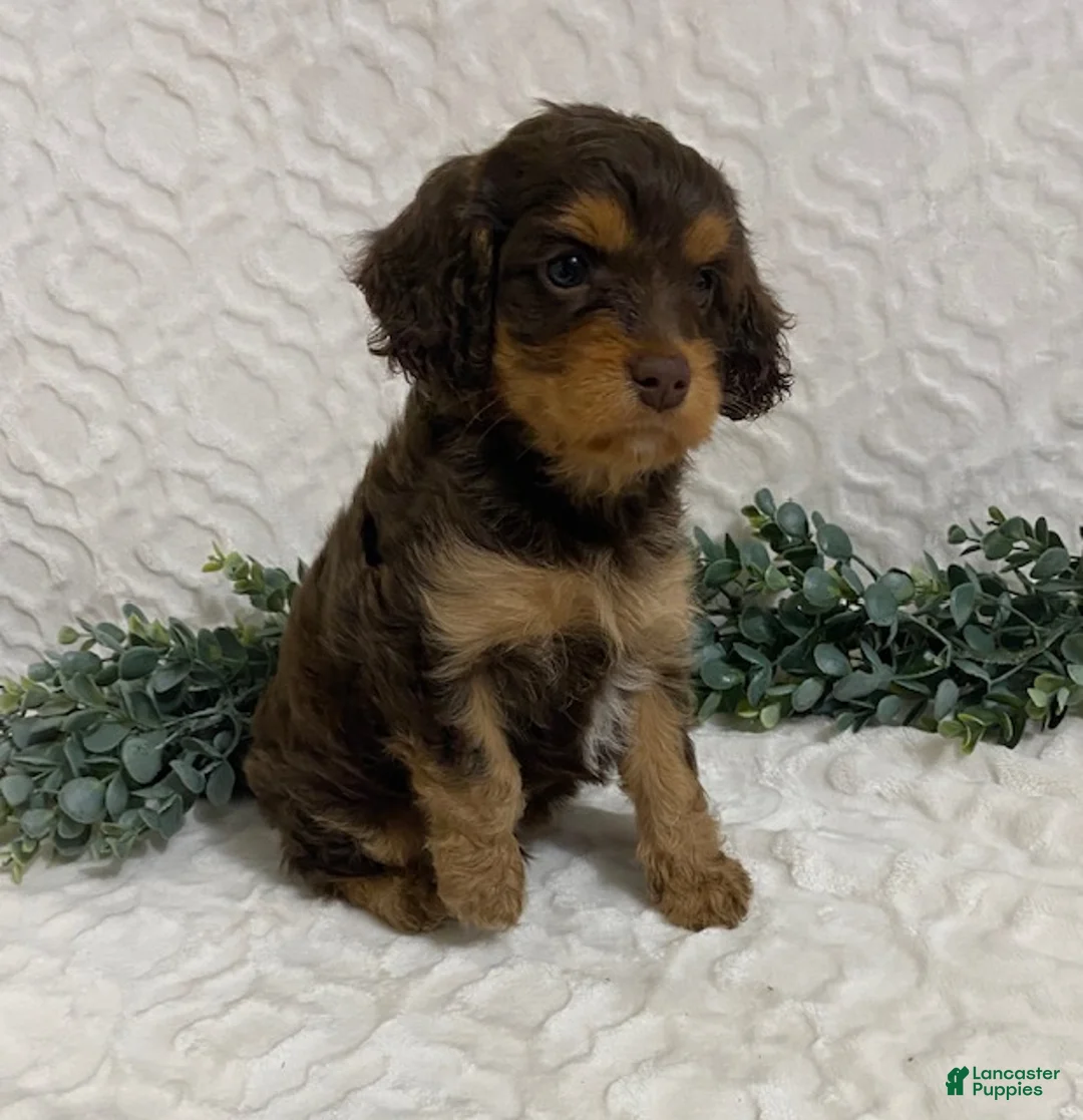 Cavapoo dogs for sale: Logan - Ad 2