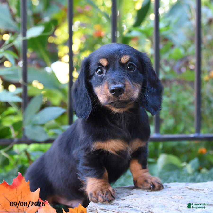Miniature Dachshund dogs Noodle - Ad 2