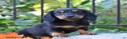 Miniature Dachshund dogs for sale: Noodle - Ad 2