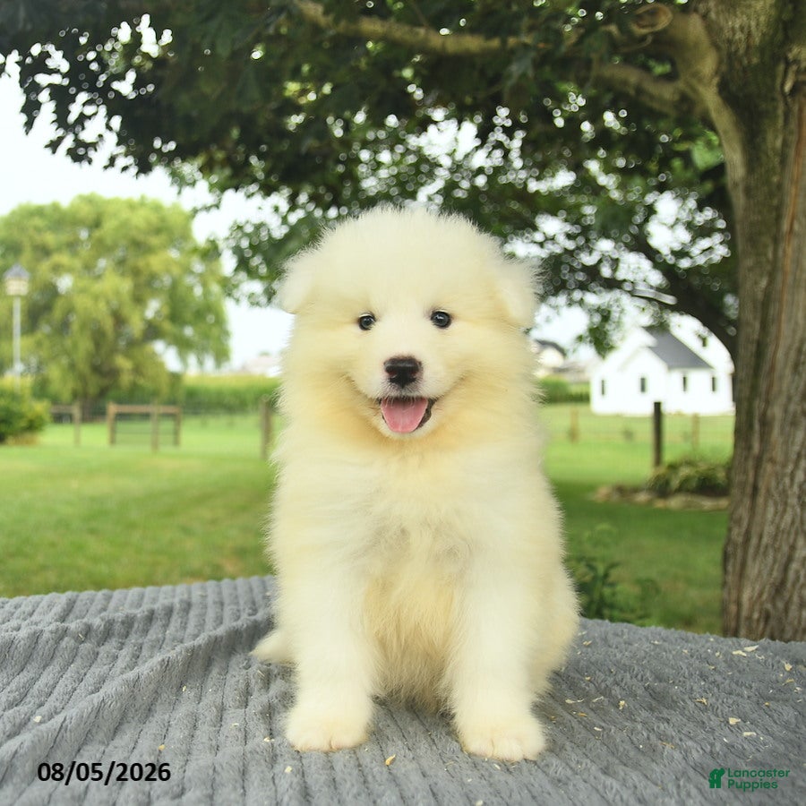 Samoyed dogs Shelton - Ad 1