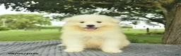 Samoyed dogs for sale: Sheldon - Ad 1