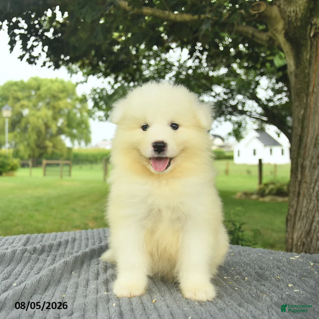 Samoyed dogs for sale: Sheldon - Ad 1