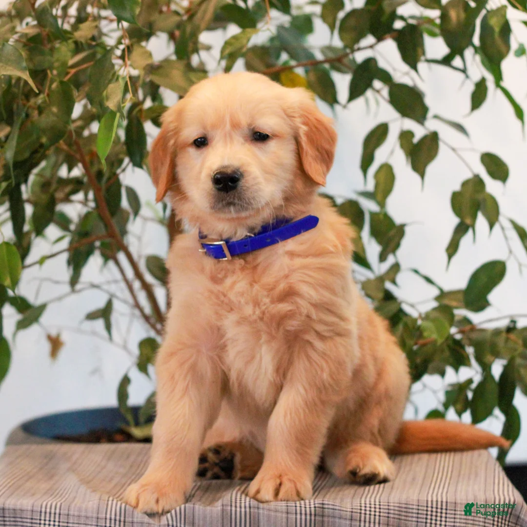Golden Retriever dogs for sale: Preston  - Ad 1
