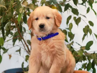 Golden Retriever dogs for sale: Preston - Ad 3