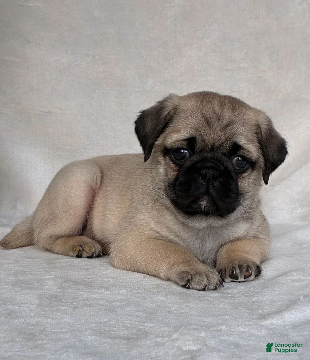 Pug dogs for sale: Bella - Ad 6
