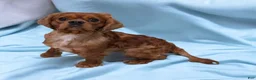 Cavalier King Charles Spaniel dogs for sale: Cleo - Ad 7