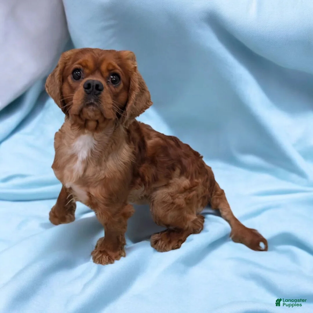 Cavalier King Charles Spaniel dogs for sale: Cleo - Ad 7