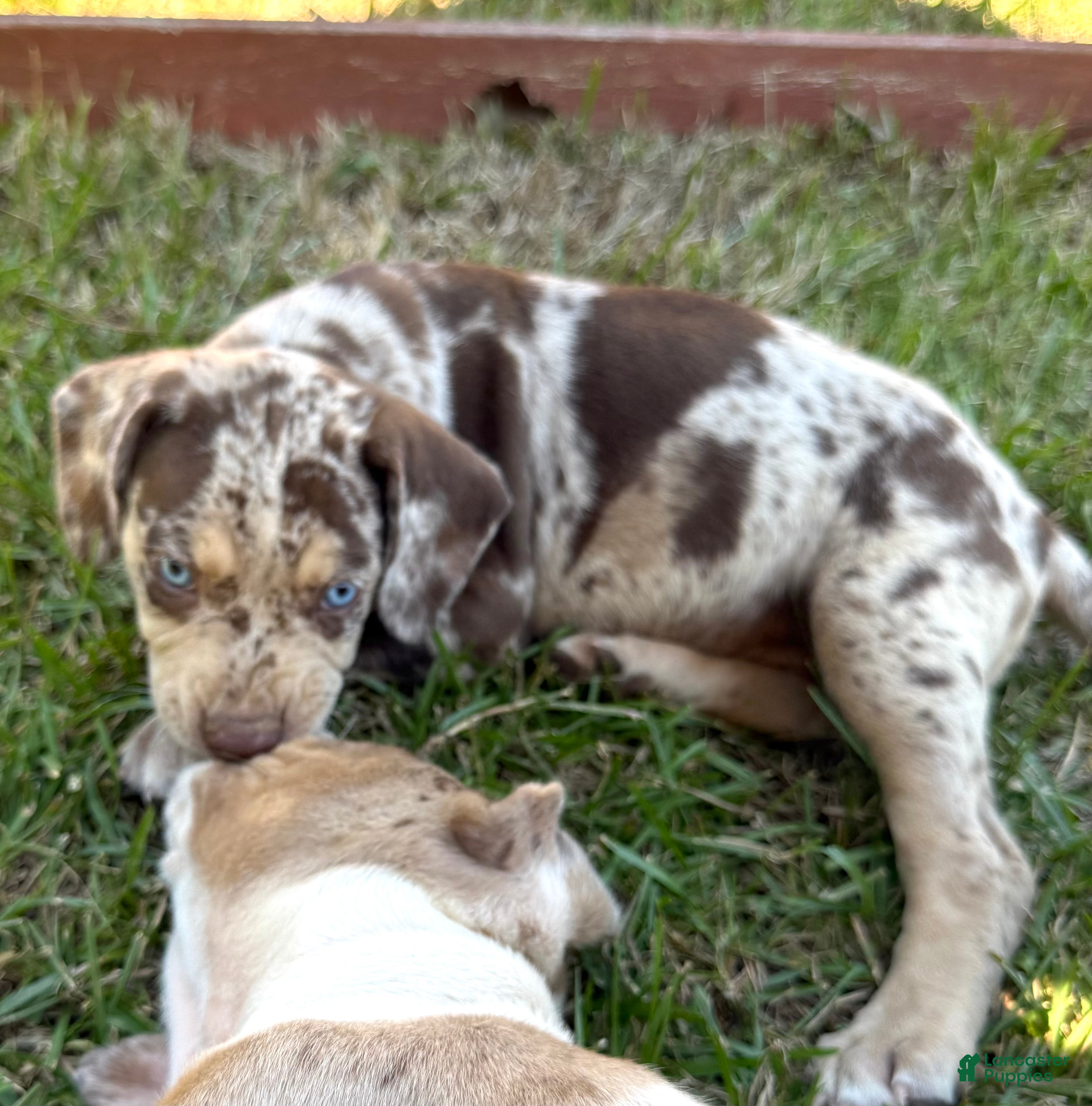 Catahoula Leopard Dog dogs for sale: Purdy aka Vicki - Ad 1